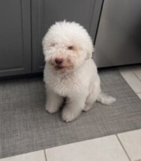 Profile picture of GrandMann